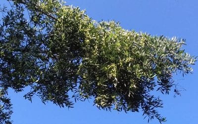The Koroneiki olive